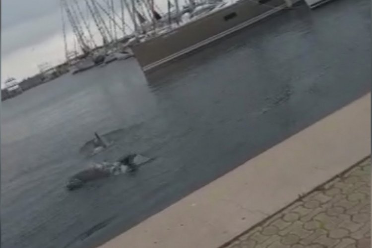Atak&ouml;y Marina'da yunusların dansı