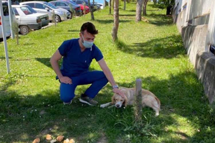 Sahibi tedaviye alınan k&ouml;pek g&uuml;nlerdir hastane kapısında bekliyor
