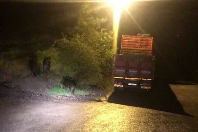 Karab&uuml;k'te a&ccedil; kalan domuzlar şehre indi