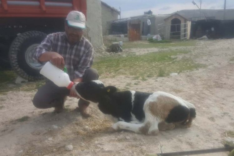 &Ouml;n iki ayağı olmayan buzağıya &ccedil;ocuğu gibi bakıyor