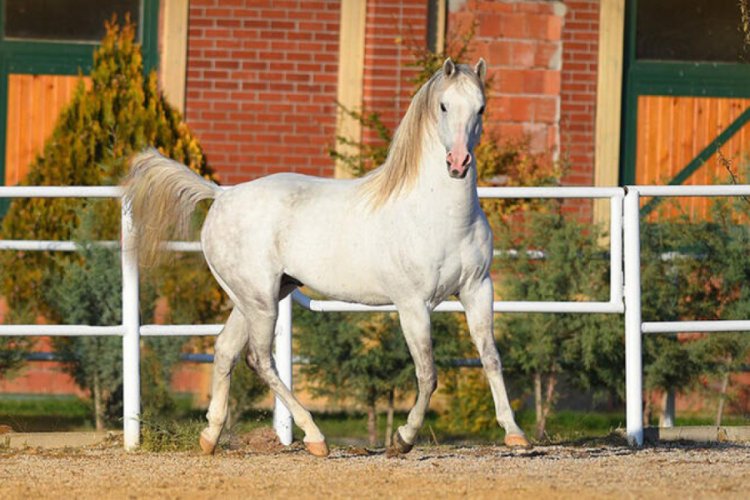Şampiyon 'Turbo' kazandırmaya devam ediyor