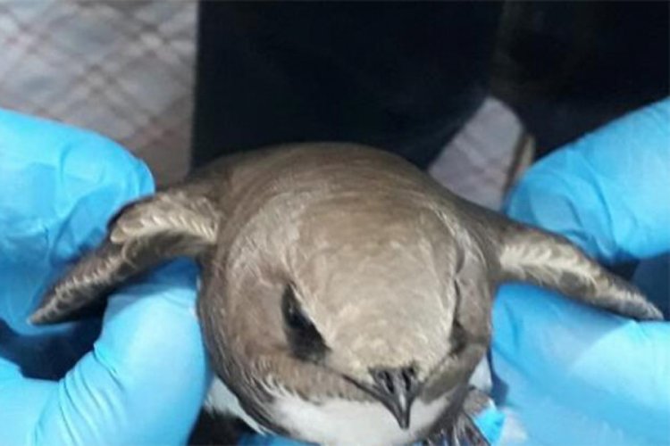 Ordu'da balkona konan ebabil kuşu koruma altına alındı