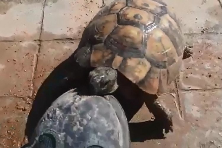Kaplumbağa, iş&ccedil;ilerin maskotu oldu
