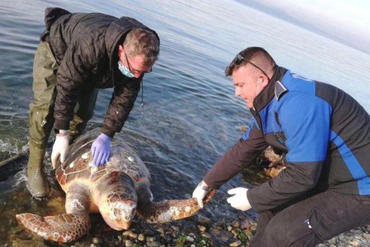 Yalova'da sahile vuran caretta caretta kurtarılamadı