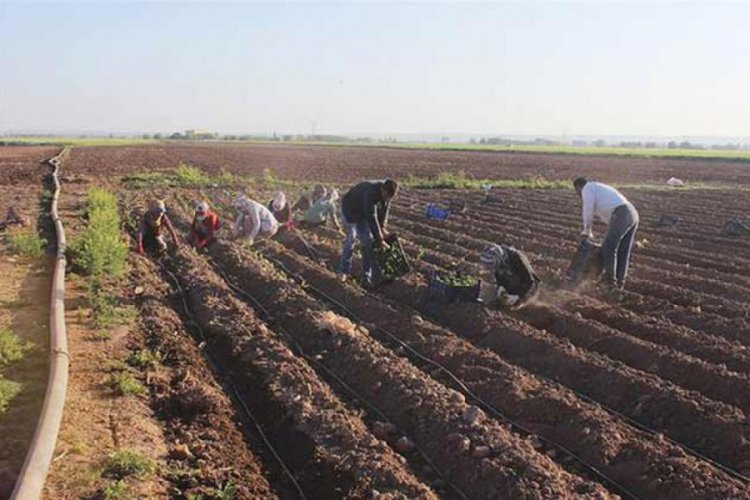 Sokağa &ccedil;ıkma kısıtlamasından muaf tutulan &ccedil;ift&ccedil;iler tarlanın yolunu tuttu