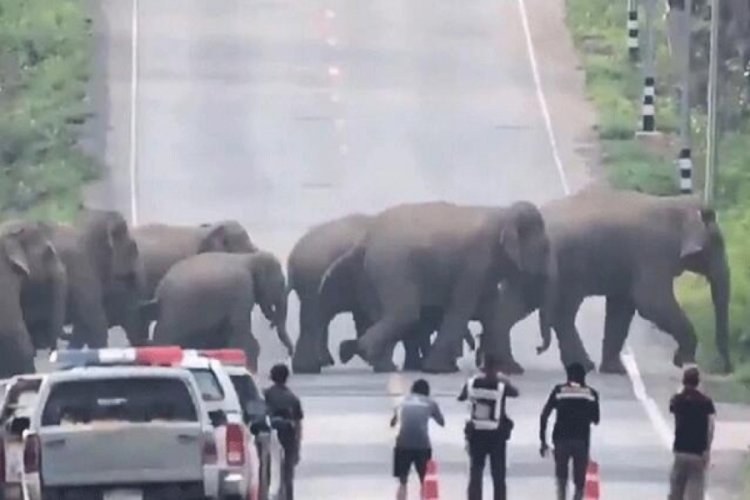 Tayland'da şaşırtan g&ouml;r&uuml;nt&uuml;