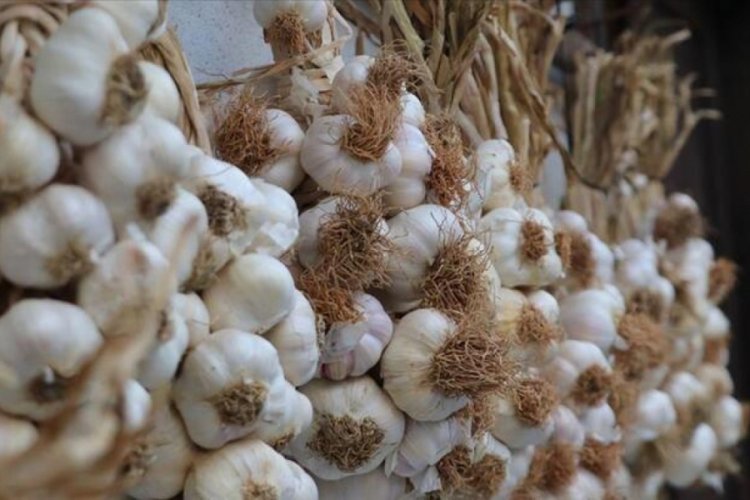 Taşk&ouml;pr&uuml; sarımsağının kilogram fiyatı 55 liraya ulaştı