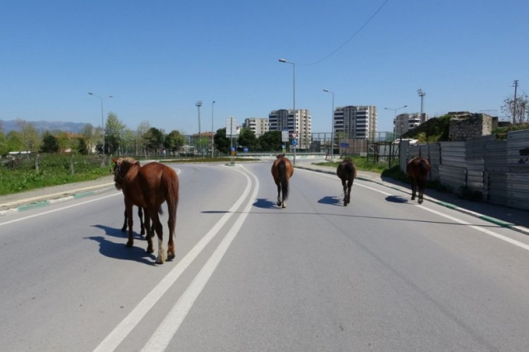 Bursa'da atlar, boş kalan cadde ve sokaklarda gezdi