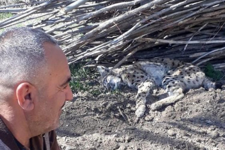 Bitkin halde g&ouml;r&uuml;nt&uuml;lenen vaşak telef oldu