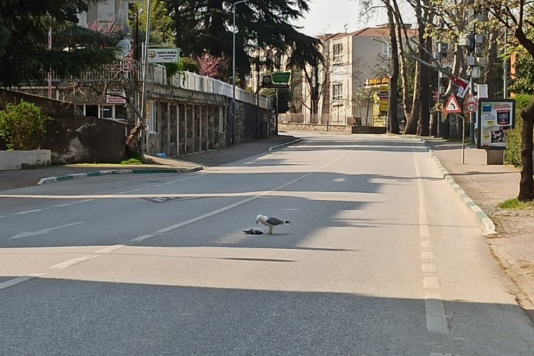 Bursa'da boş kalan caddelerde martılar yemek aradı