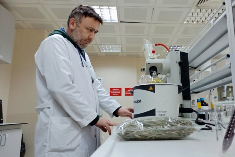 Zeytin yaprağından gıda takviyesi hazırlandı
