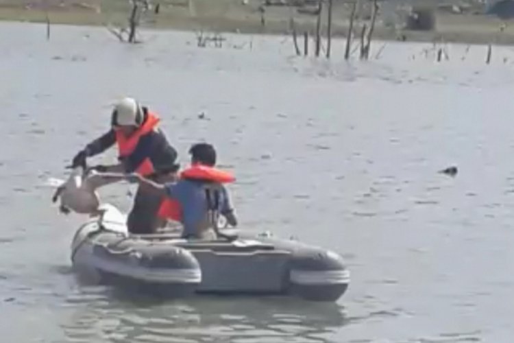 Bursa'da misinaya takılan pelikanı itfaiye kurtardı