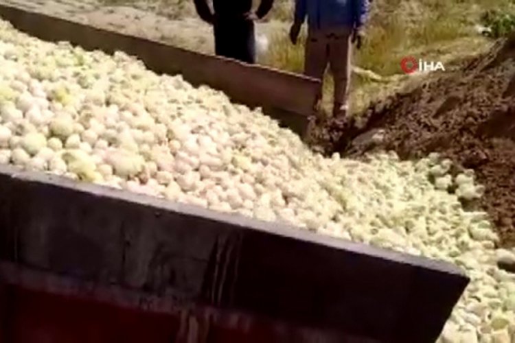 İran'da tavuk t&uuml;ketimi azalınca y&uuml;z binlerce civciv itlaf edildi