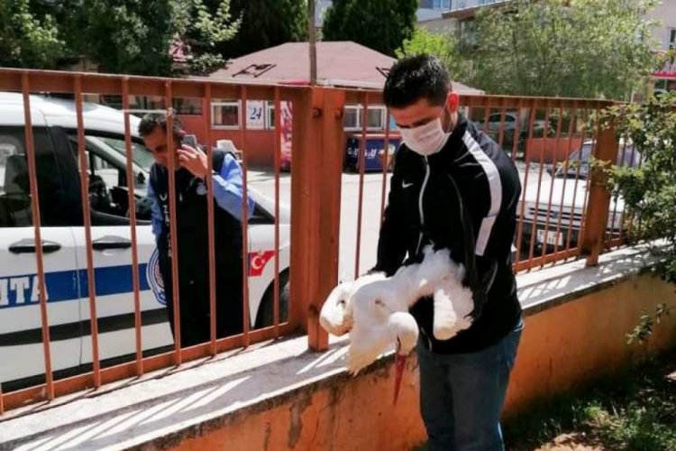 Osmaniye'de yaralı leylek hastaneye sığındı