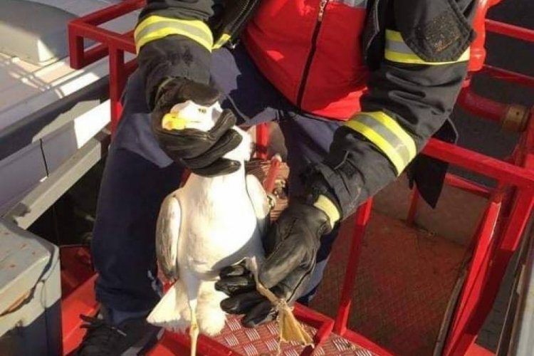 Ekiplerin martı kurtarma operasyonu
