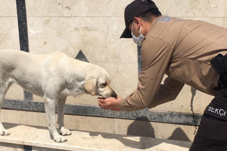 Susuz kalan k&ouml;peğin yardımına bek&ccedil;iler koştu
