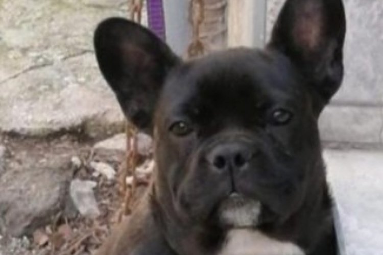 Bursa'da k&ouml;peği &ouml;nce sevdi, sonra &ccedil;aldı