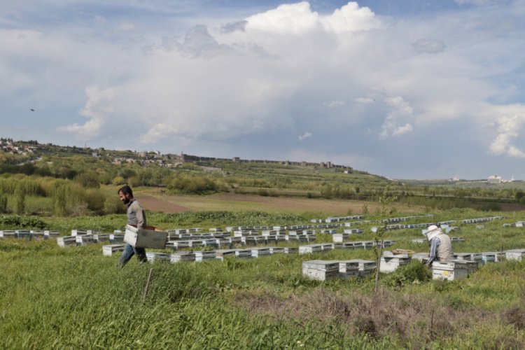 Dicle Vadisi bal arılarıyla renklendi