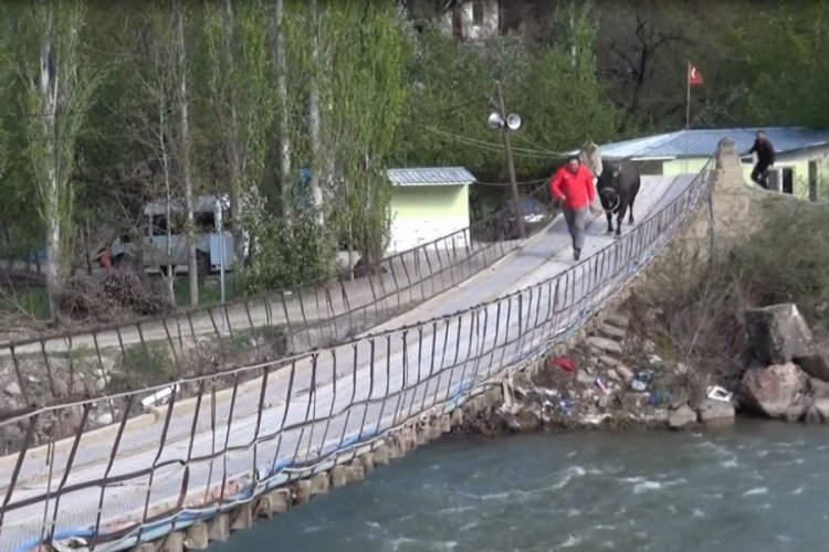 Boğasıyla girdiği kampta salgının bitmesini bekliyor
