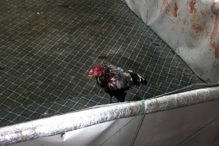 Horoz d&ouml;v&uuml;şt&uuml;ren 21 kişiye kumar ve sosyal mesafe cezası