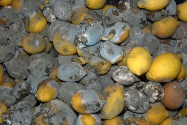 İ&ccedil; piyasaya s&uuml;r&uuml;lmeyen limon &ccedil;&uuml;r&uuml;yor