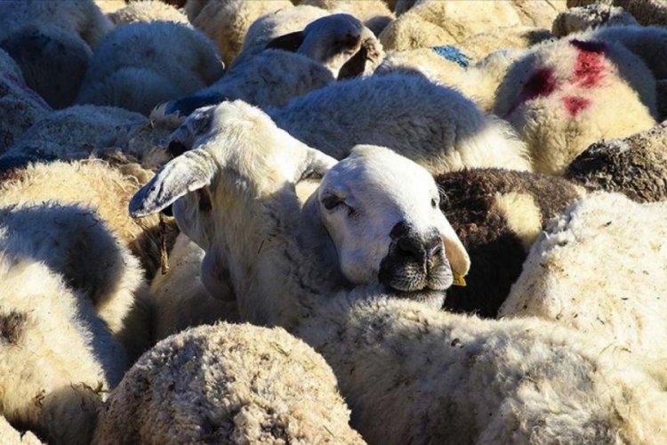 Kırmızı et üreticilerinden 'hayvan pazarları açılsın' talebi