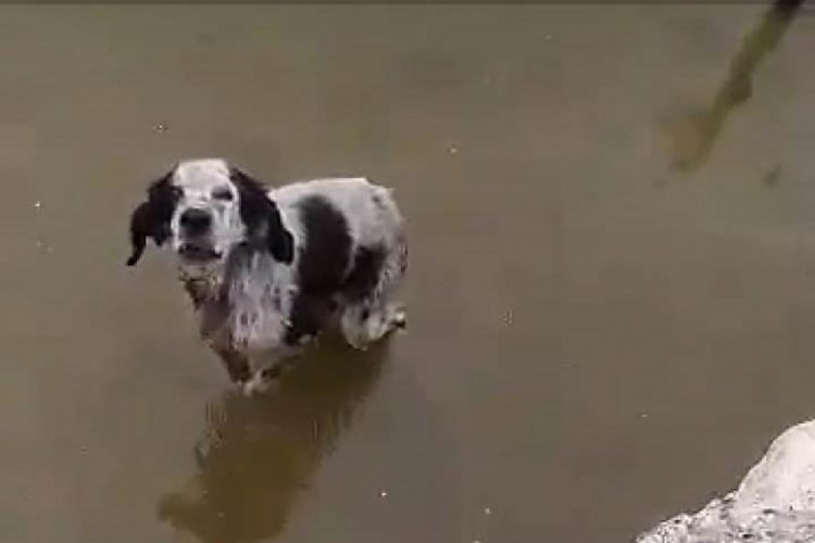 Havuzda mahsur kalan k&ouml;pek kurtarıldı
