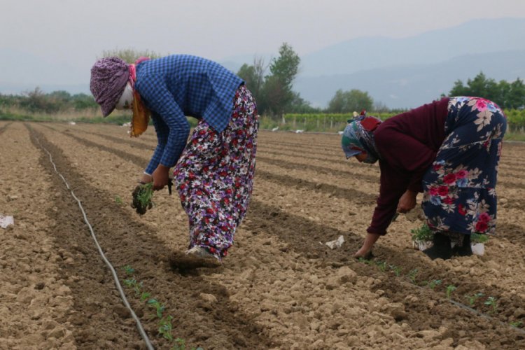 Mevsimlik tarım iş&ccedil;ileri, korona tedbirleriyle tarlada