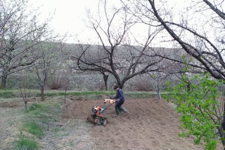 Soğuk hava kayısıyı vurdu