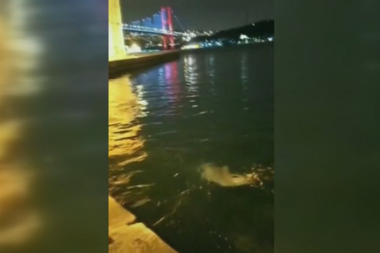 Yunuslar Ortak&ouml;y Sahil'de g&ouml;r&uuml;ld&uuml;