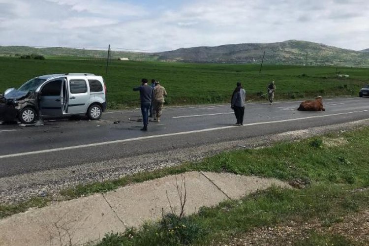 Yaralanan inekler kaza yerinde kesildi!