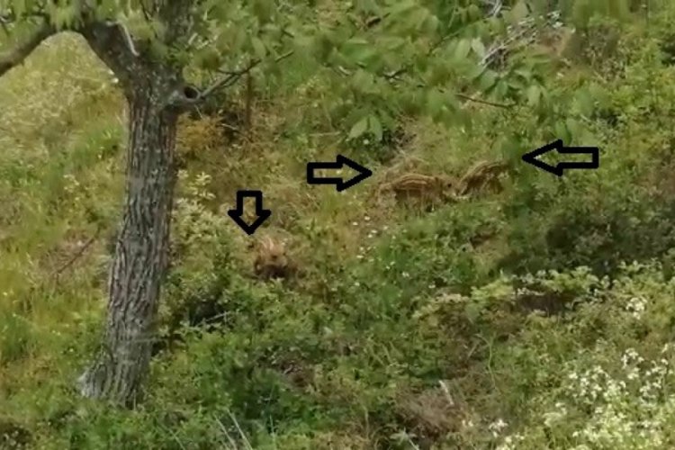 Kazdağları'ında yaban domuzları hızla &ccedil;oğalıyor