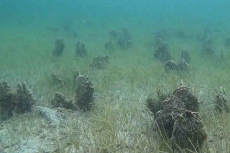 &Ccedil;anakkale'de 'Pina' mezarlığı g&ouml;r&uuml;nt&uuml;lendi