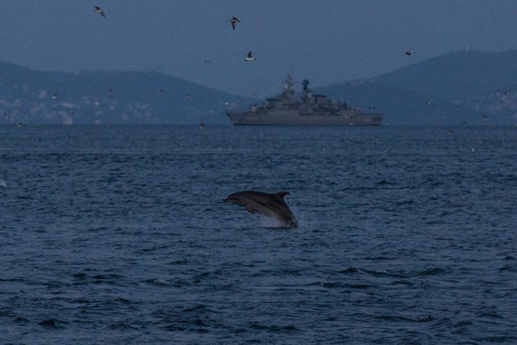 Sarayburnu'nda yunuslardan g&ouml;rsel ş&ouml;len