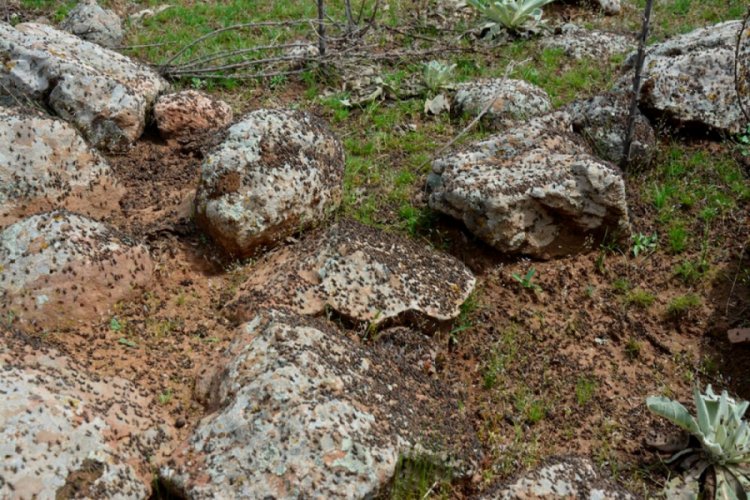 &Ccedil;ekirge istilasına karşı &ouml;rdek tavsiyesi