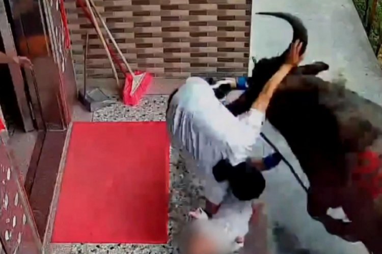 Anne ve bebeğine bufalo saldırdı