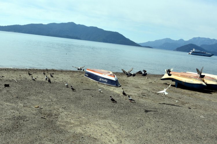 Marmaris'te sahiller ve yollar hayvanlara kaldı