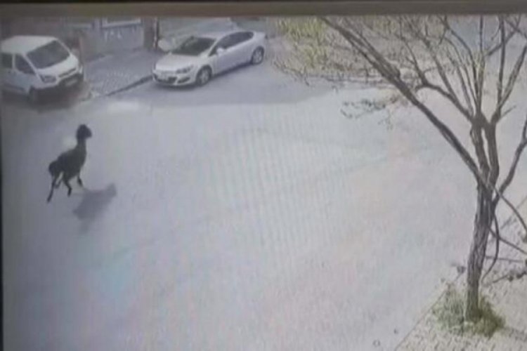 İnanılmaz olay! G&uuml;venlik kamerasını izleyince şoke oldu