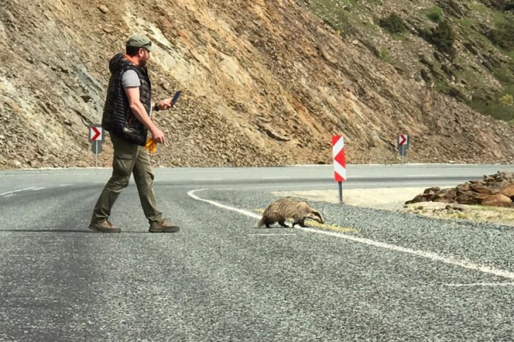 Kırmızı listedeki porsuk yolda yaralı bulundu
