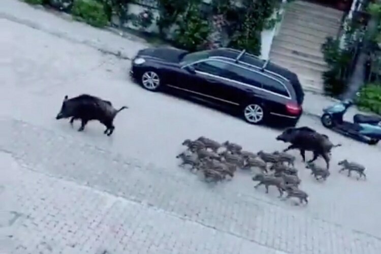 Domuz s&uuml;r&uuml;s&uuml; Marmaris sokaklarına indi