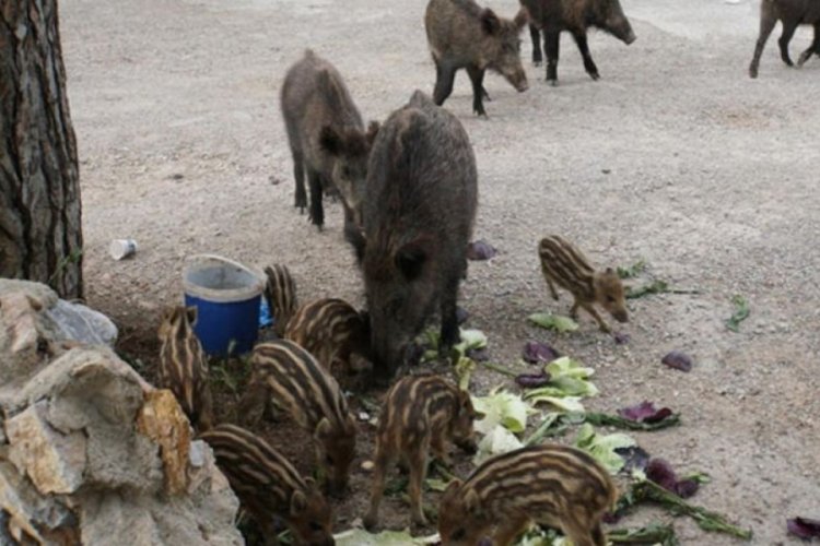 Bodrum'a yaban domuzları indi
