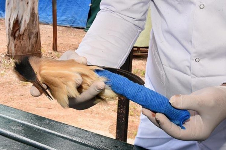 Nesli t&uuml;kenmekte! Yaralı halde bulundu