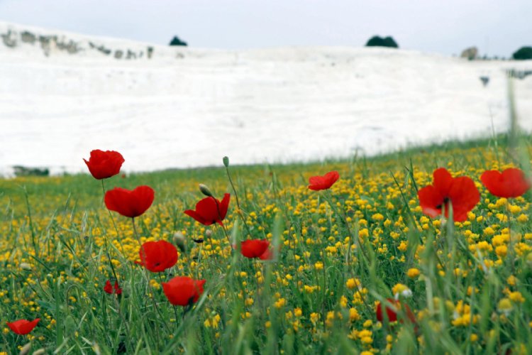 Pamukkale &ccedil;i&ccedil;ek a&ccedil;tı