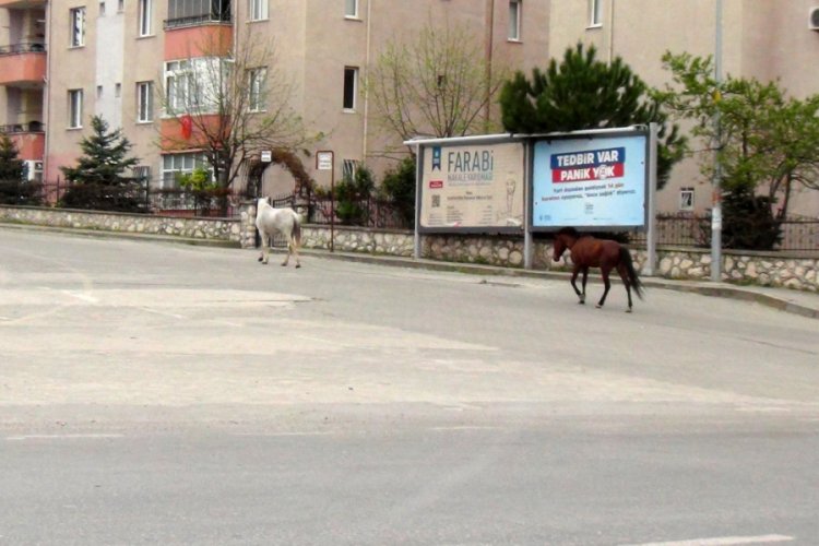 Bursa'da cadde ve sokaklar hayvanlara kaldı