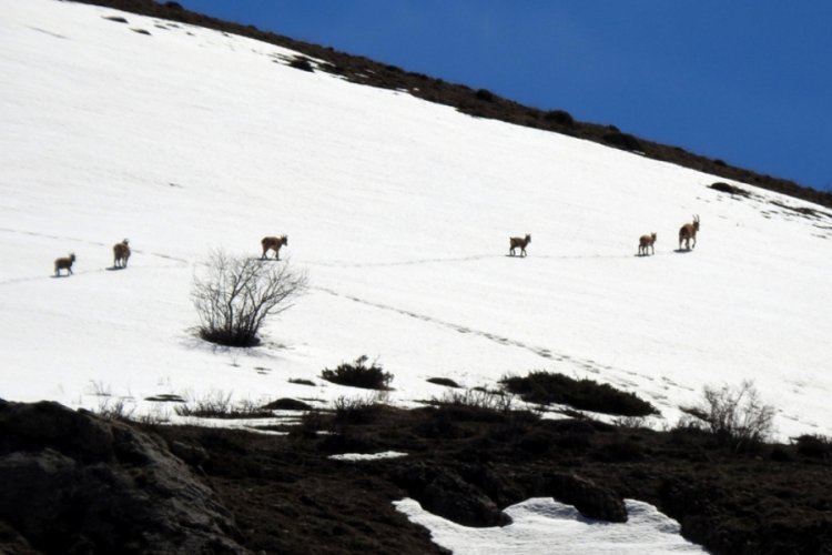 Koruma altındaki dağ ke&ccedil;ileri Munzur Dağı'nda g&ouml;r&uuml;nt&uuml;lendi