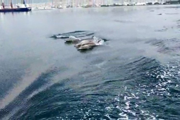 Sevimli yunuslar deniz y&uuml;zeyi temizleme aracıyla yarıştı