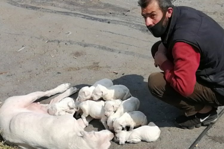 Şişli'de yavru k&ouml;peklere belediye ekipleri sahip &ccedil;ıktı