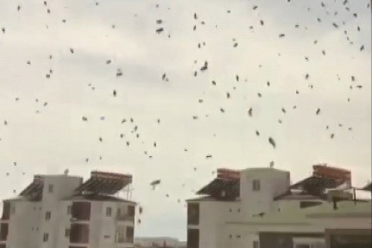 Antalya'da korkutan arı istilası