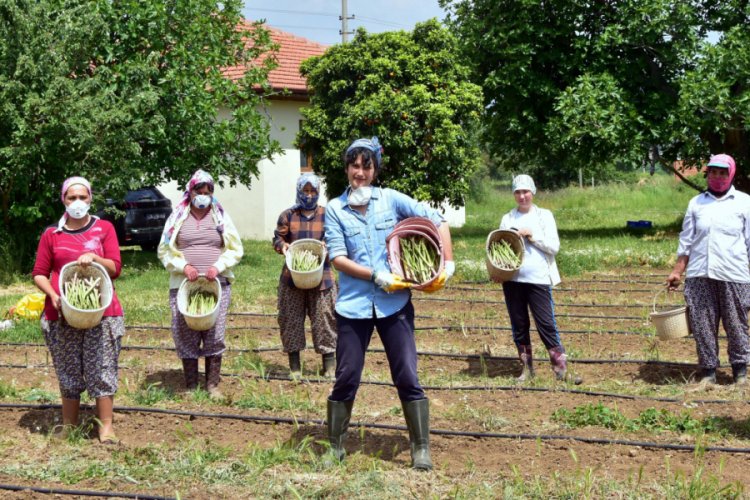 Sosyal mesafeli kuşkonmaz hasadı