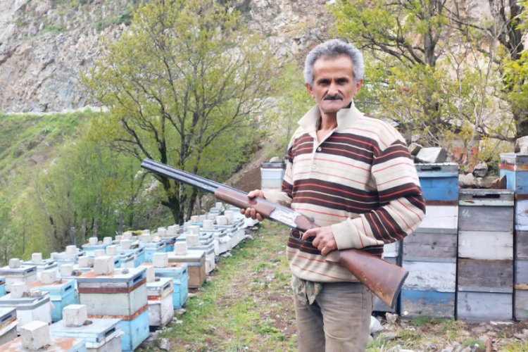 Ordu'da kovanlara ayı saldırılarına karşı t&uuml;fekli n&ouml;bet